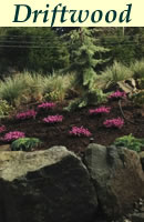 click for enlargement click for enlargement