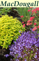 click for enlargement click for enlargement